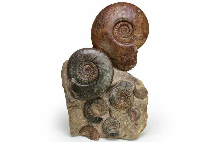 Tall, Jurassic Ammonite (Hammatoceras) Display - France #227080